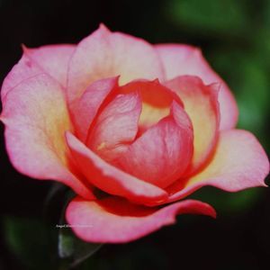 5x7 Original Photography Salmon Pink Mini Rose